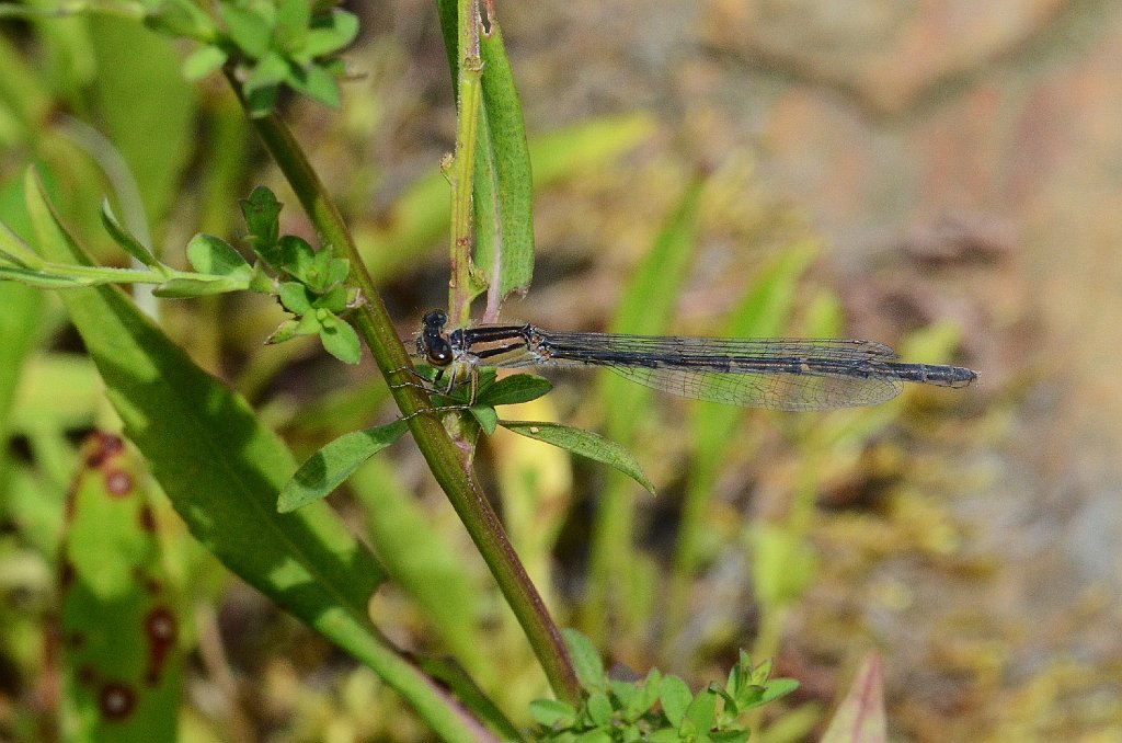 052 2013-08029792 Quabbin Reservoir Park, MA.JPG - Familiar Bluet Damselfly (Enallama civile). Quabbin Reservoir Park, MA, 8-2-2013